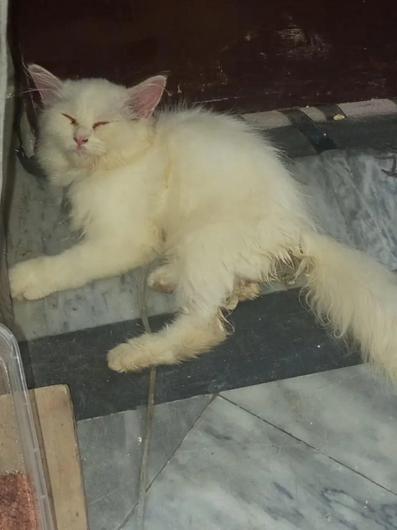 Persian cat for sale — photo 5