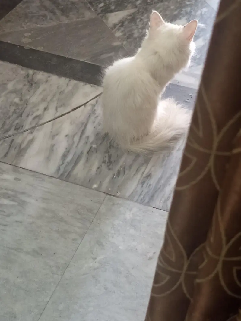 Persian cat for sale — photo 6