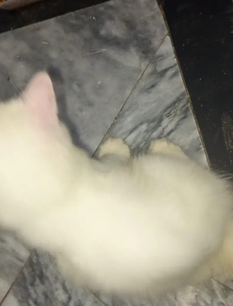 Persian cat for sale — photo 7