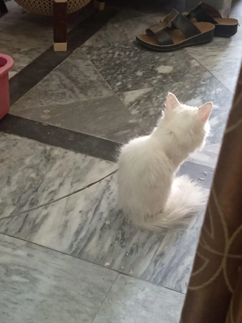 Persian cat for sale — photo 8