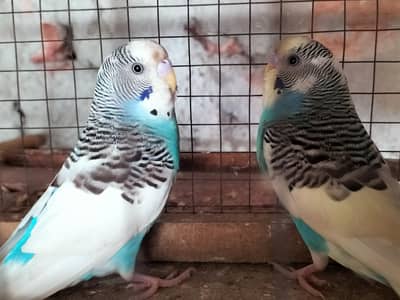 Budgies Ready to Breed Male