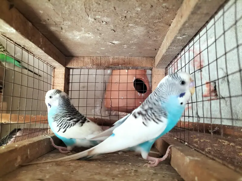 Budgies Ready to Breed Male — photo 2
