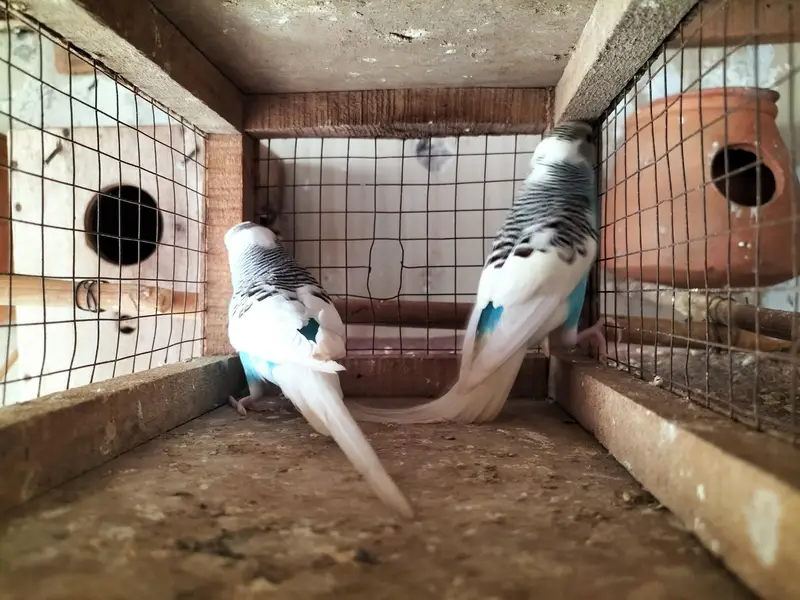 Budgies Ready to Breed Male — photo 3