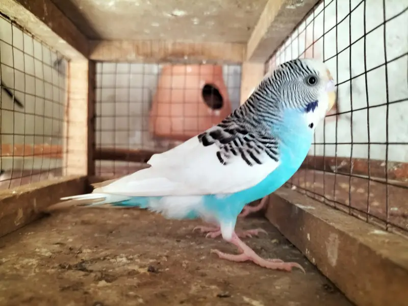 Budgies Ready to Breed Male — photo 4