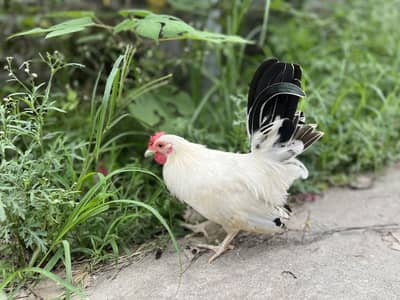Japanese hens A+ great quality 2 male zero siz