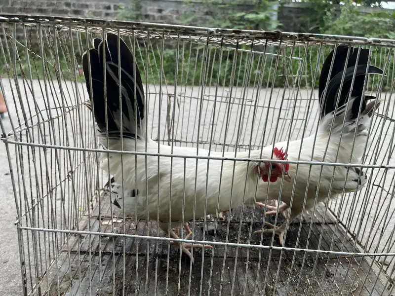 Japanese hens A+ great quality 2 male zero siz — photo 2