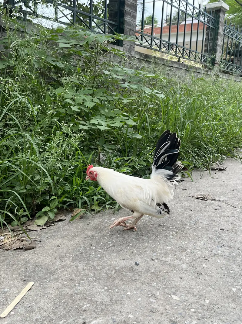 Japanese hens A+ great quality 2 male zero siz — photo 3