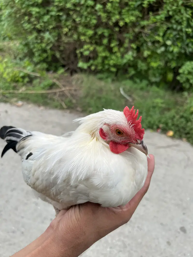 Japanese hens A+ great quality 2 male zero siz — photo 4