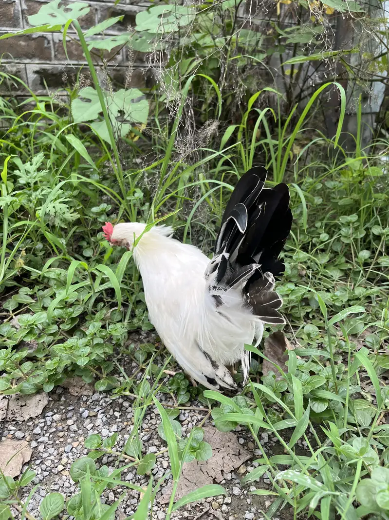 Japanese hens A+ great quality 2 male zero siz — photo 5
