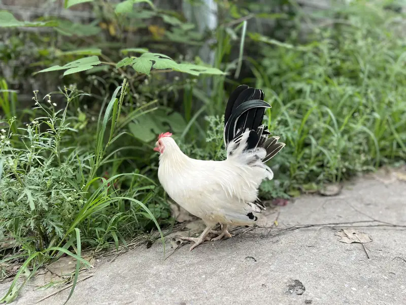 Japanese hens A+ great quality 2 male zero siz — photo 6