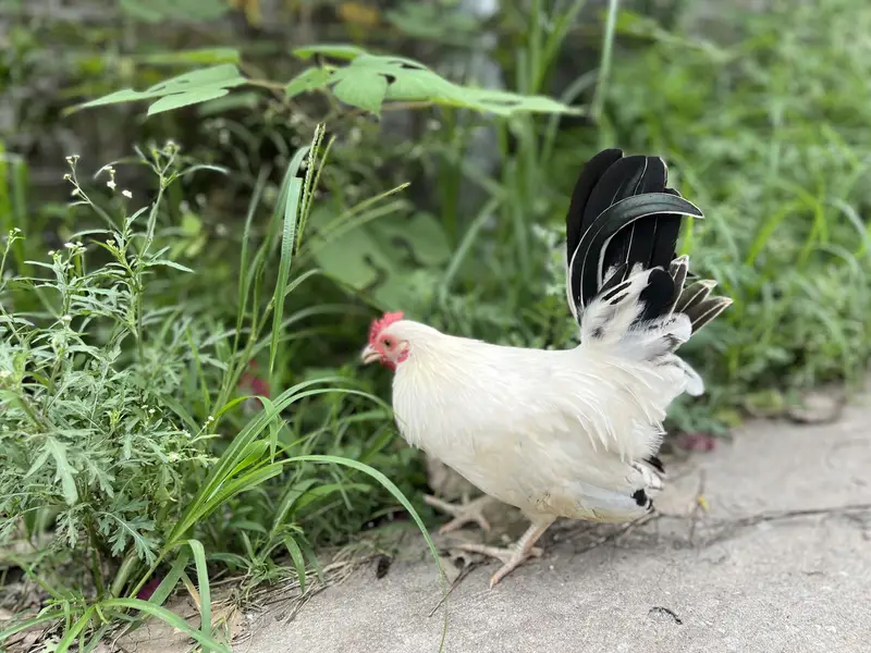 Japanese hens A+ great quality 2 male zero siz — photo 7