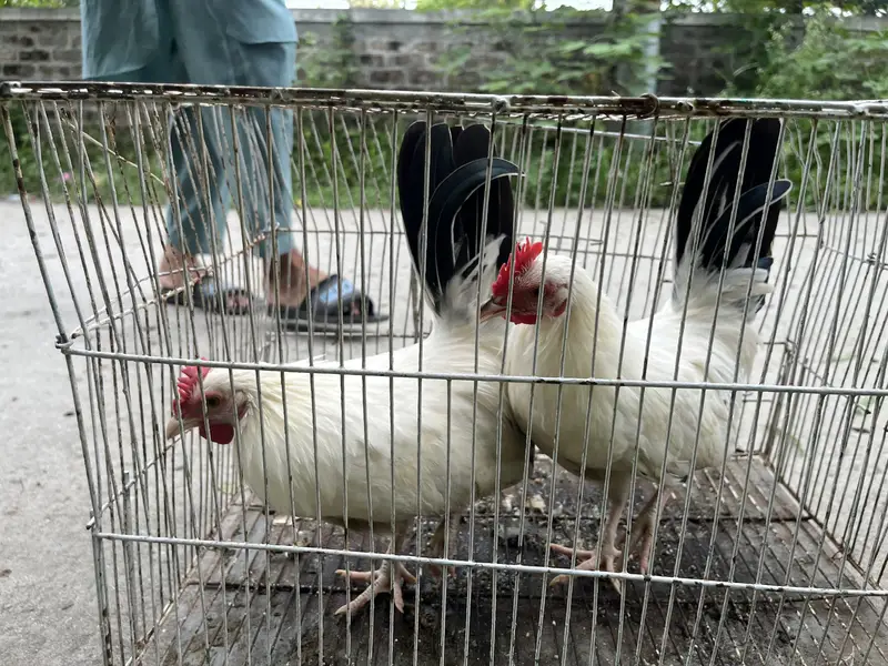 Japanese hens A+ great quality 2 male zero siz — photo 8