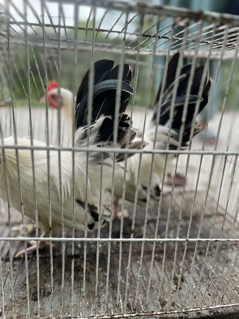 Japanese hens A+ great quality 2 male zero siz — photo 9