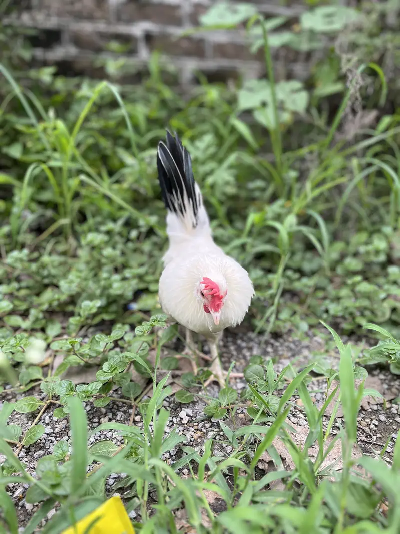 Japanese hens A+ great quality 2 male zero siz — photo 10