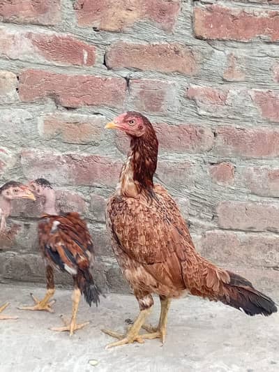 Female Hen for Sale