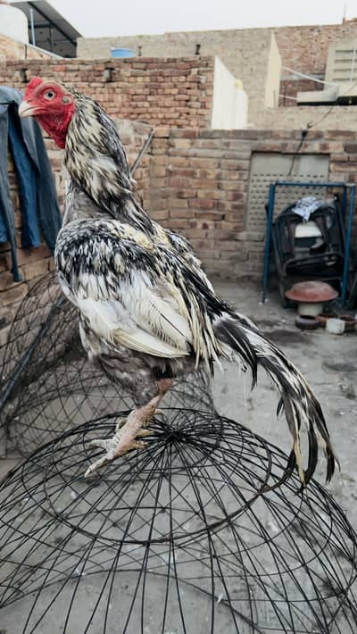 mianwali aseel breader 1 eye and  blue eye 