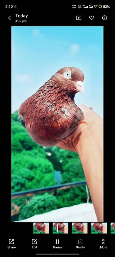 BREEDER INDIAN SURKHY