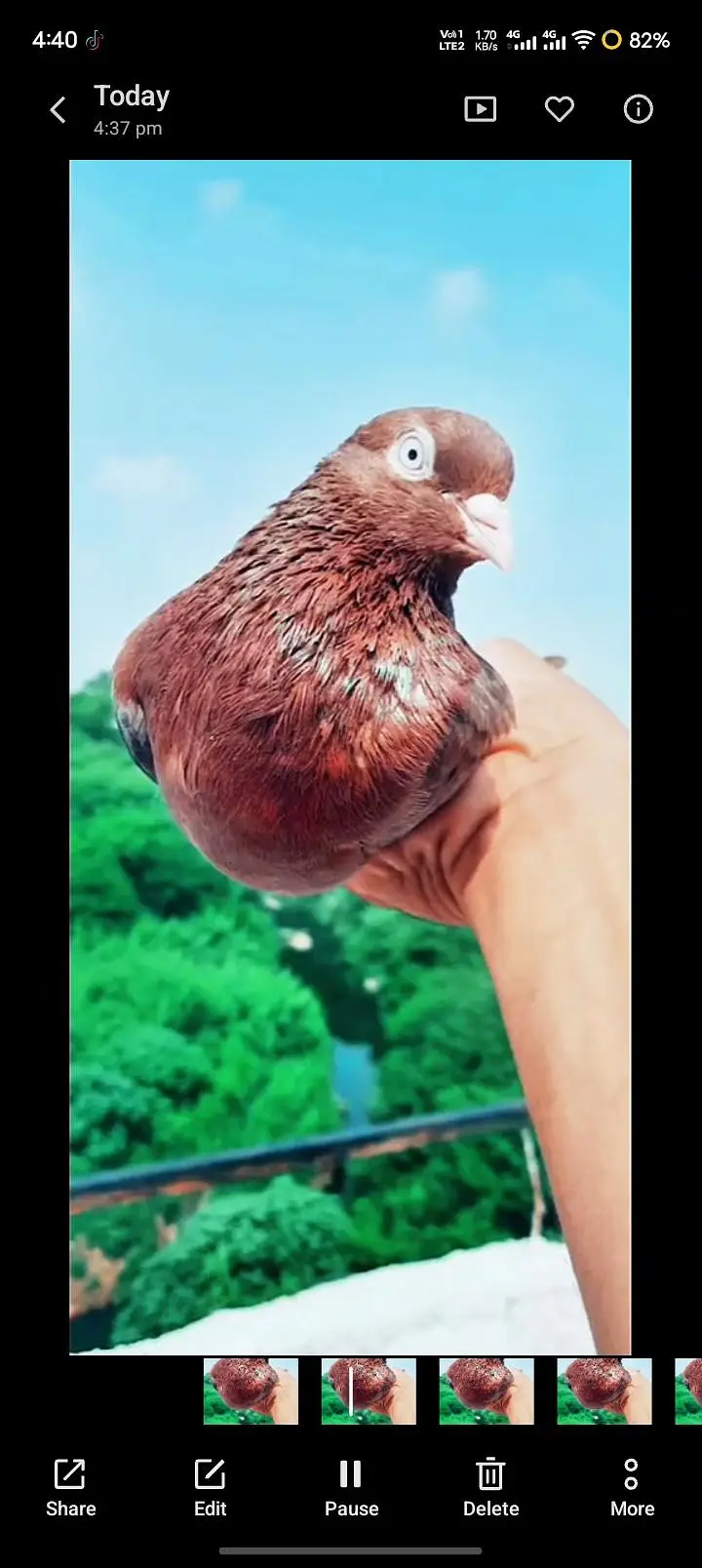 BREEDER INDIAN SURKHY
