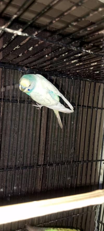 Rainbow  Budgie and  common budgie