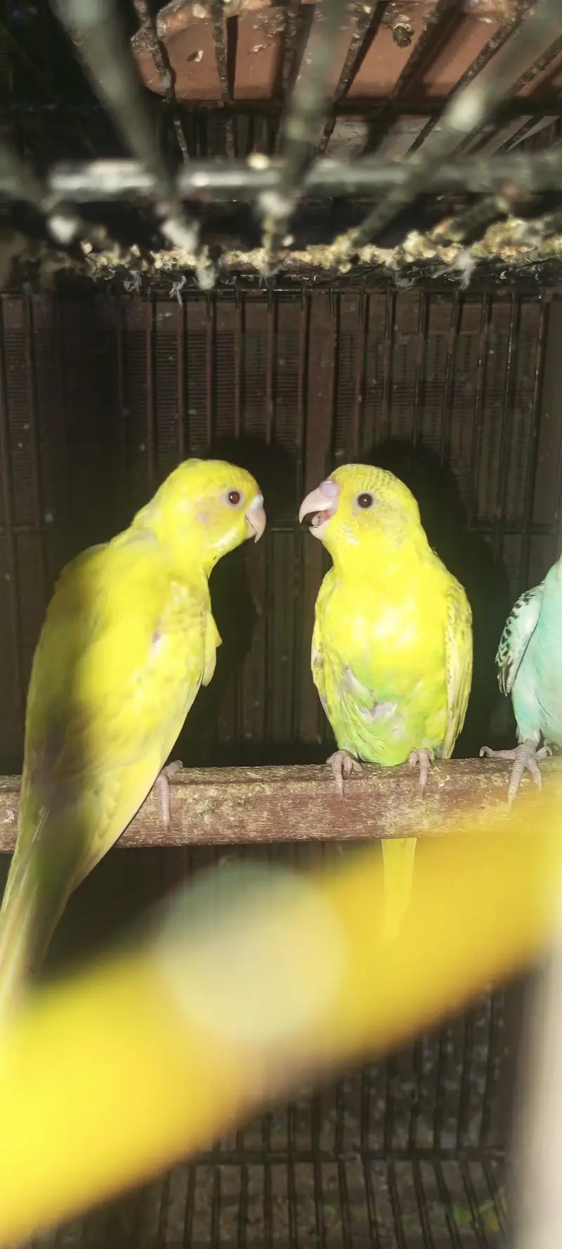 Rainbow  Budgie and  common budgie — photo 10
