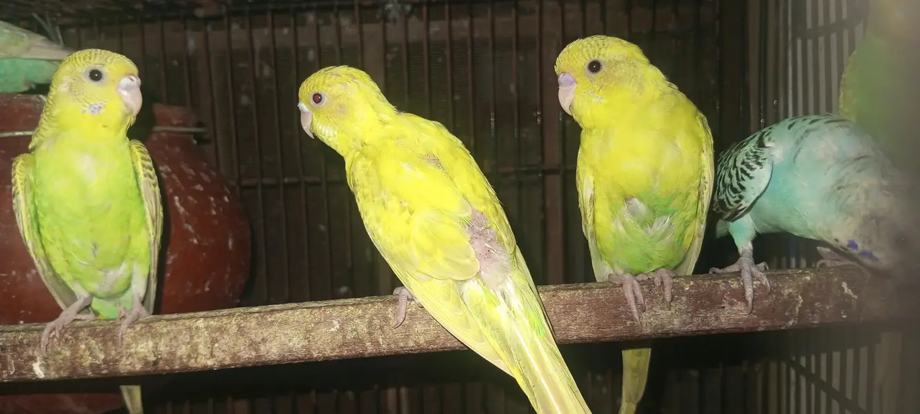 Rainbow  Budgie and  common budgie — photo 11