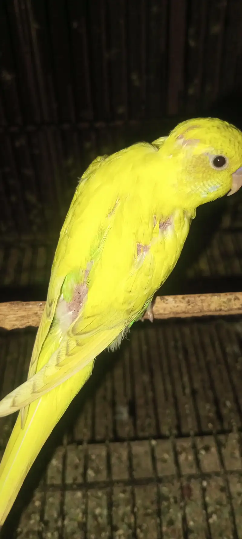 Rainbow  Budgie and  common budgie — photo 12