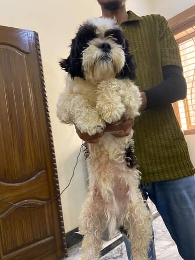 Shihtzu Toy Breed high quality extra punch face pair available