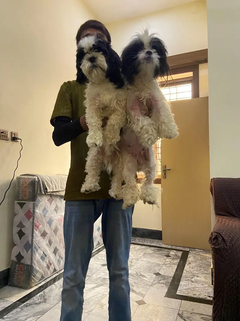Shihtzu Toy Breed high quality extra punch face pair available — photo 5