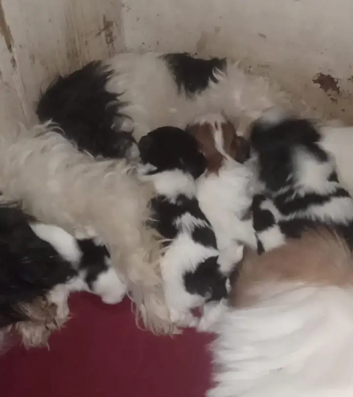 Shihtzu Toy Breed high quality extra punch face pair available — photo 7