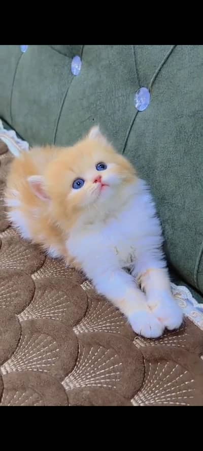Quality Persian cat & Kittens Male & female    03463973673 WhatsApp