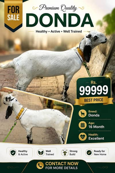 desi bakra