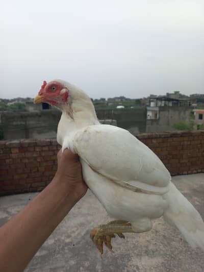 Aseel Murgi pure high Quality