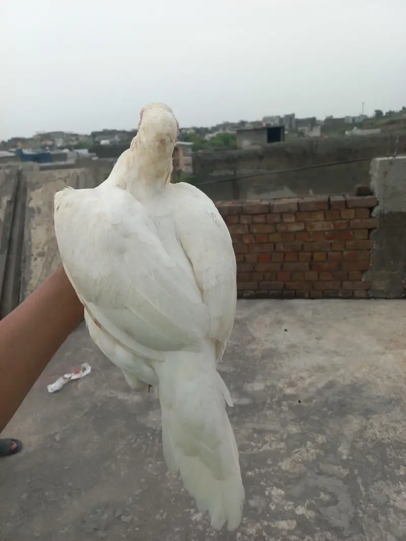 Aseel Murgi pure high Quality — photo 2