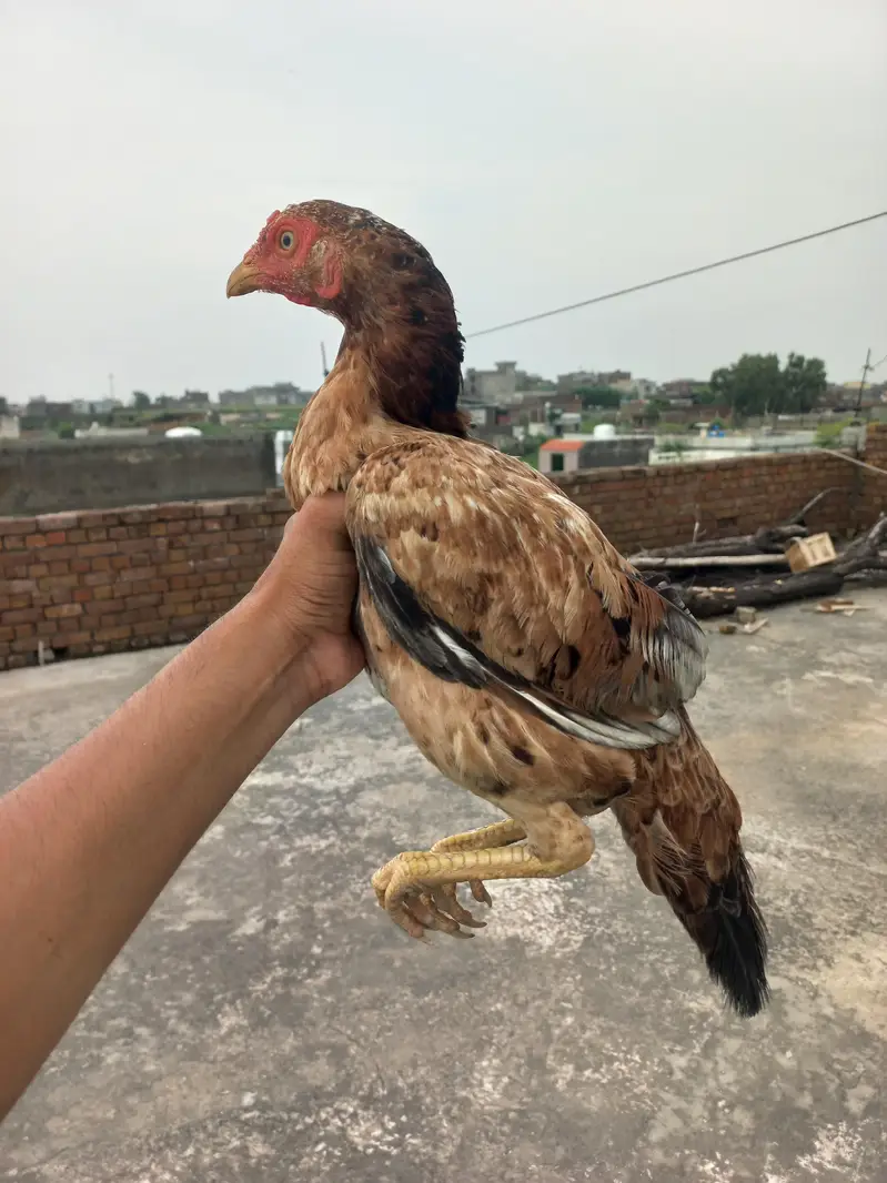 Aseel Murgi pure high Quality — photo 4