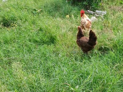 egg laying hen exchange possible