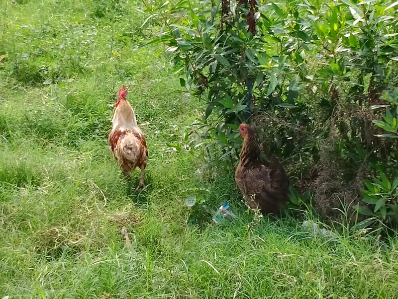 egg laying hen exchange possible — photo 2