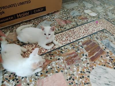 2 kitten for sale