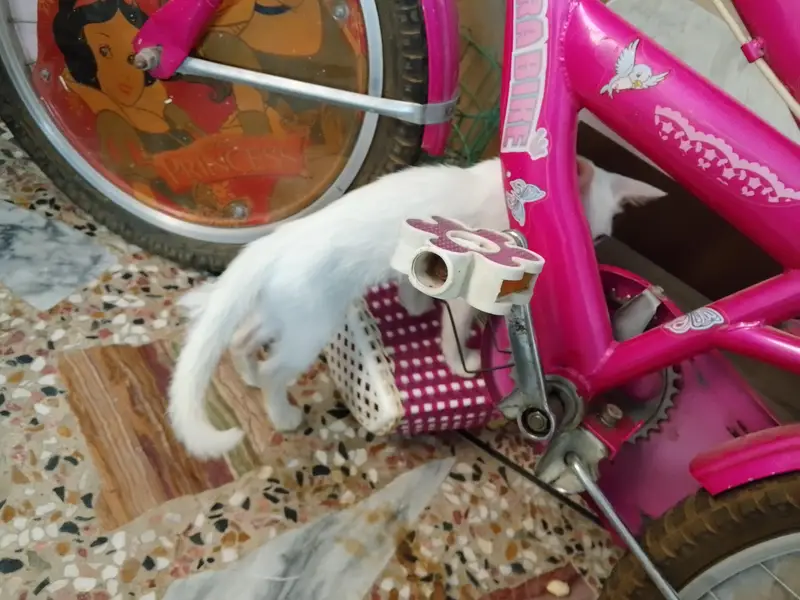 2 kitten for sale — photo 2