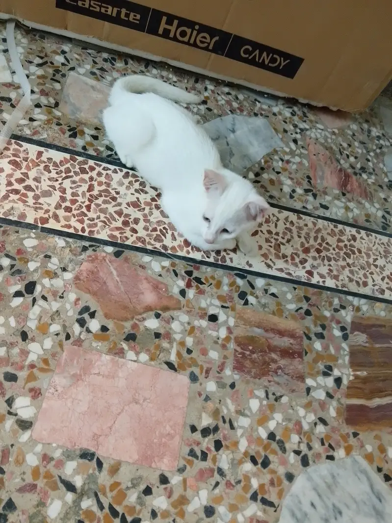 2 kitten for sale — photo 3