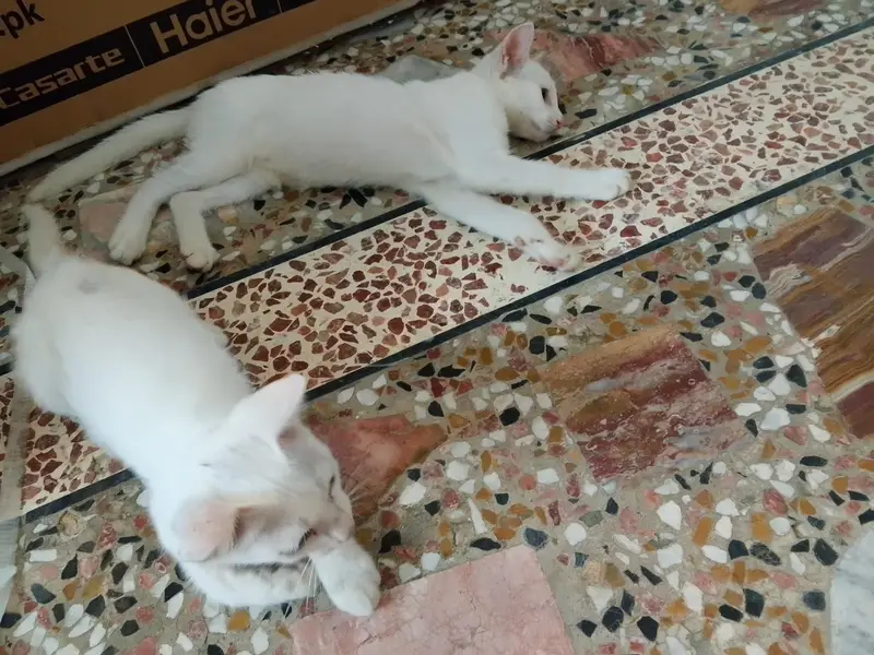 2 kitten for sale — photo 4