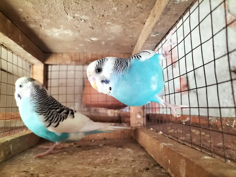 Budgies Ready to Breed Male — photo 6