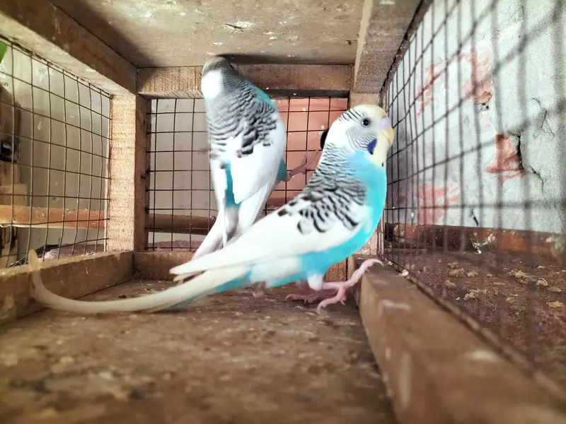 Budgies Ready to Breed Male — photo 7