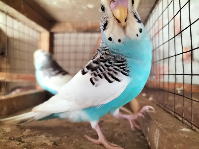 Budgies Ready to Breed Male — photo 8
