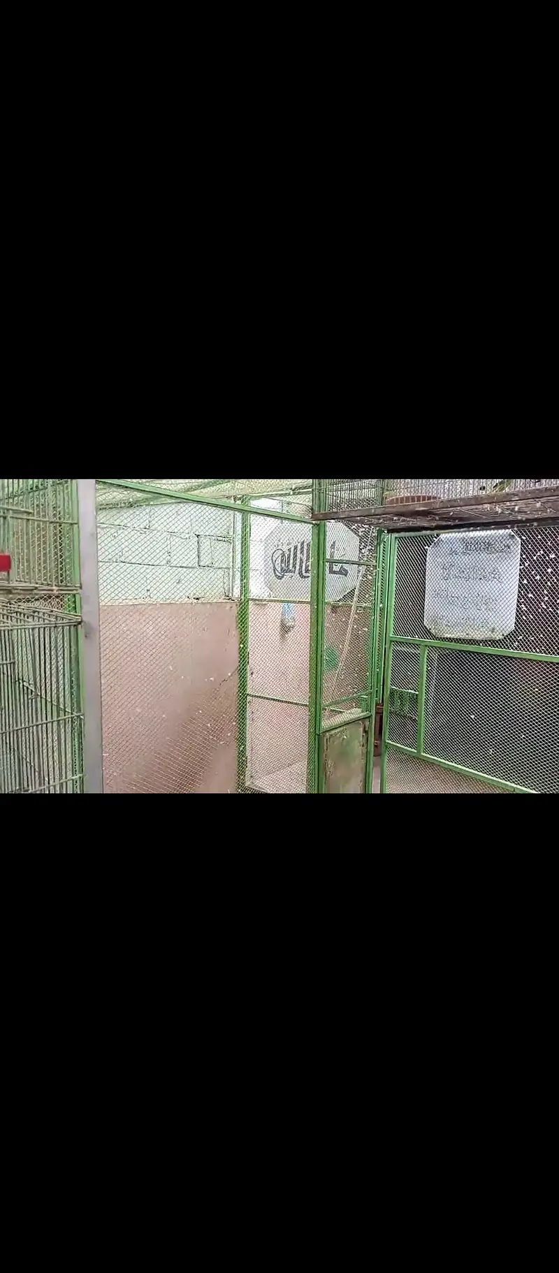 cage / iron cage /Master cage / big size master cage  20/12/12 — photo 7