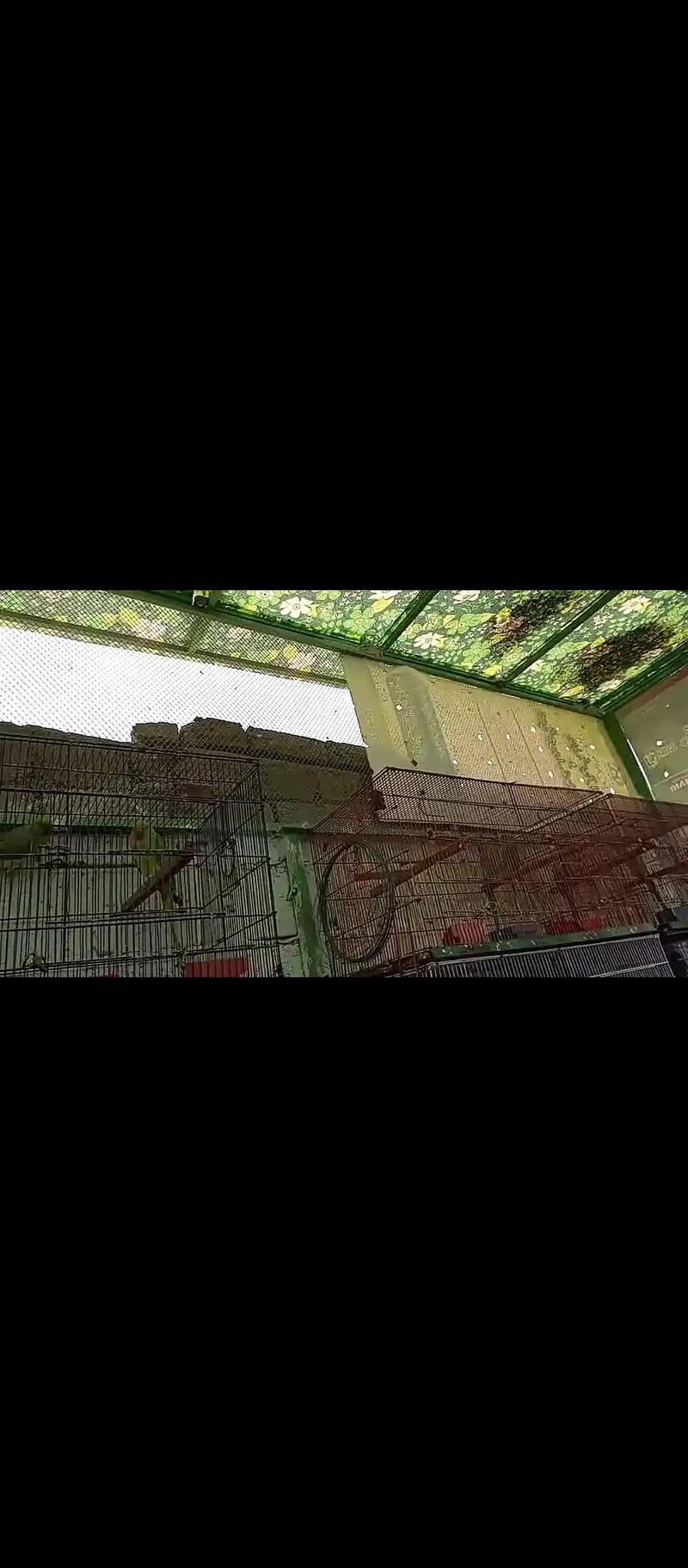 cage / iron cage /Master cage / big size master cage  20/12/12 — photo 8