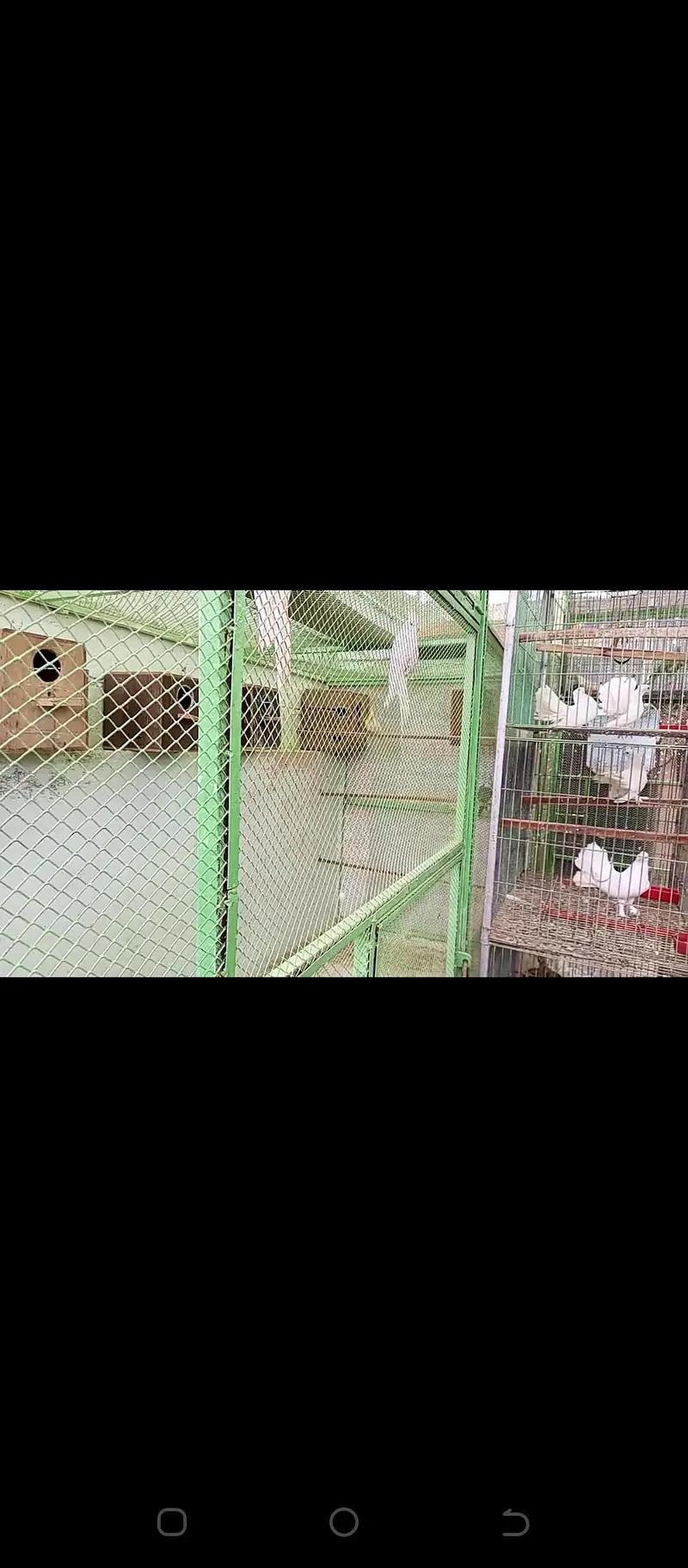 cage / iron cage /Master cage / big size master cage  20/12/12 — photo 10