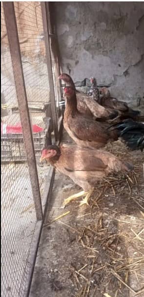 Dasi(kruk) Hens for sale