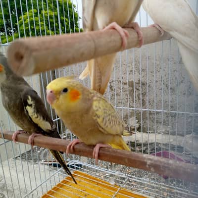 Cockatiel home bried