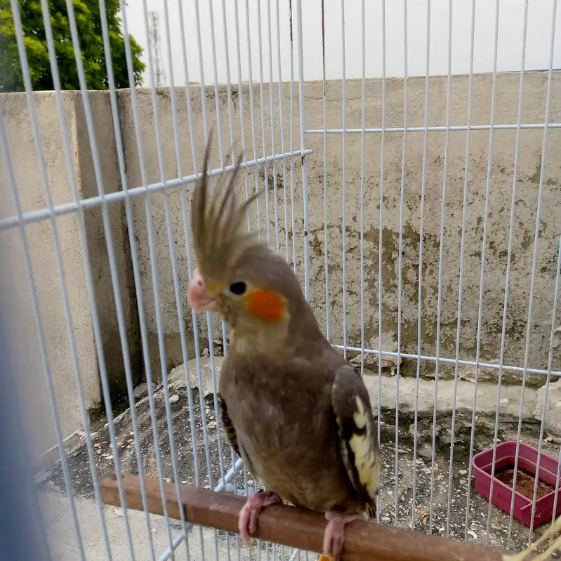 Cockatiel home bried — photo 2