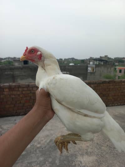 White Aseel Murgi